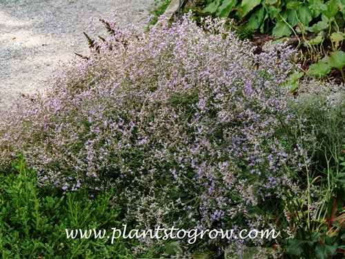 Sea Lavender (Limonium latifolium)
From a distance looks like a short lavender colored Baby's Breath plan
(early September)